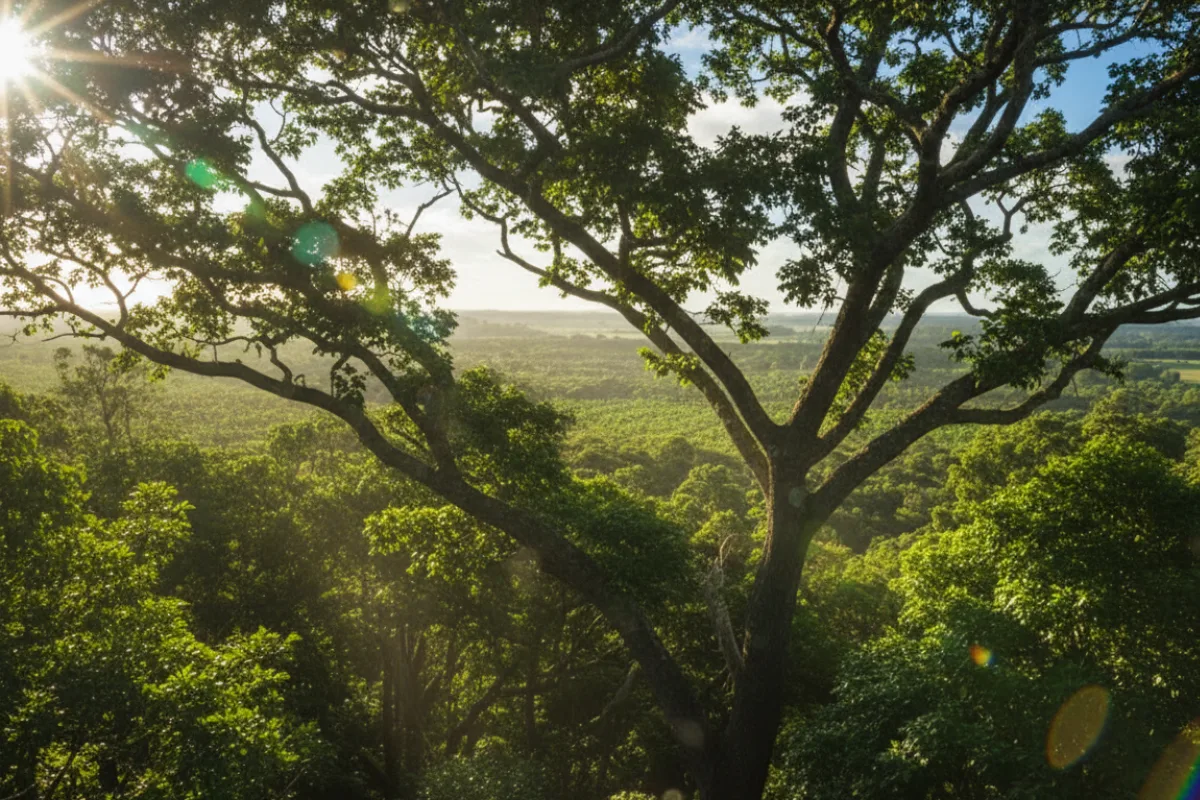 Apple Invests in California Redwoods to Generate Carbon Credits Now